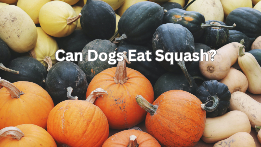 Can dogs Eat Squash