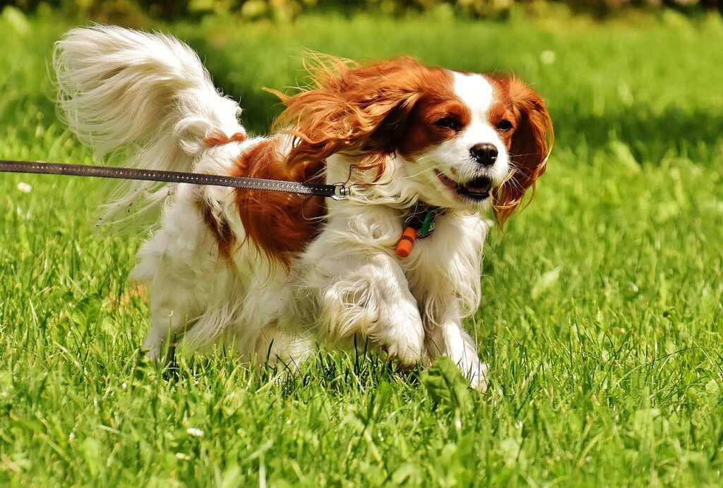 Cavalier King Charles Spaniel: Least aggressive dog breeds
