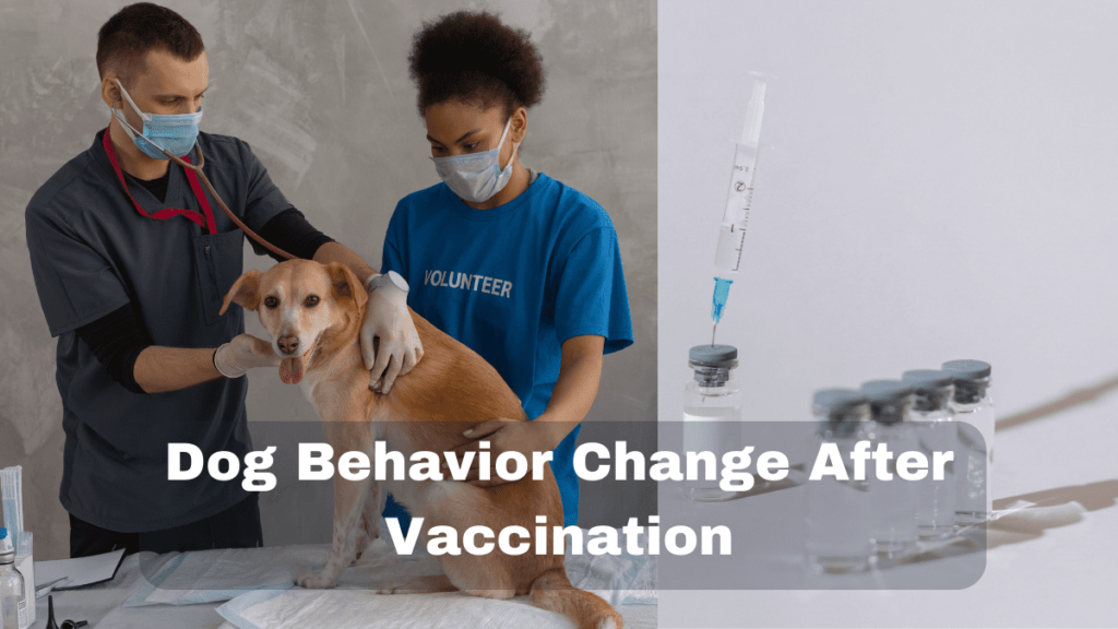 Dog behavior change after vaccination