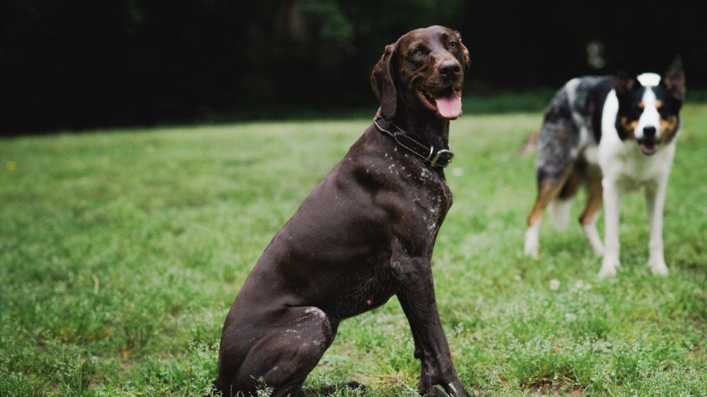 German Shorthaired Pointer: Sporting Dog Breeds