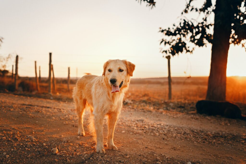 Golden Retrievers: Least aggressive dog breeds