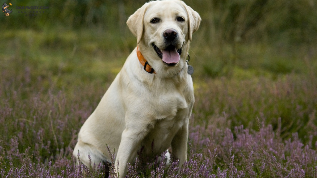 Labrador Retrievers: Least aggressive dog breeds