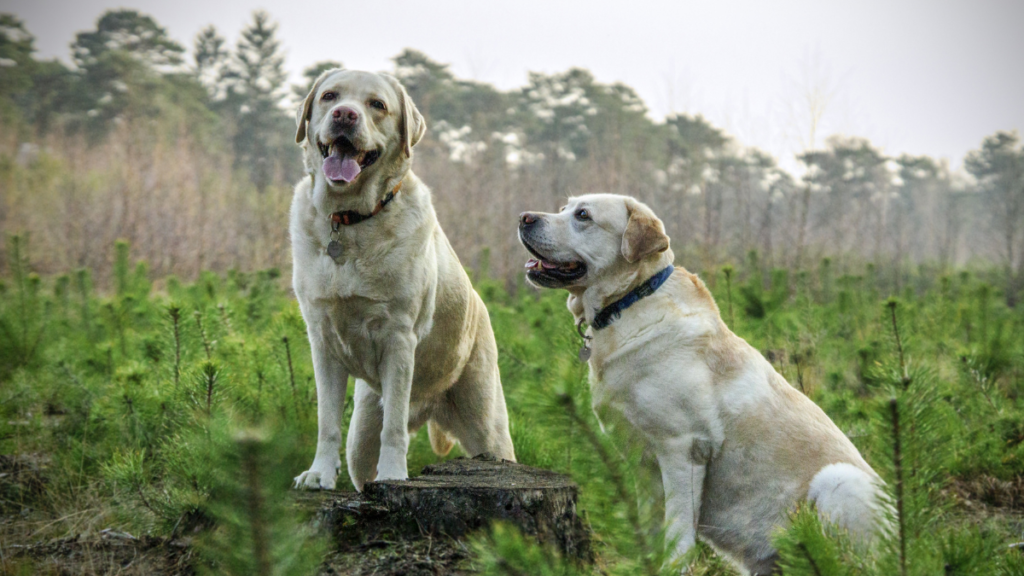 Labrador Retriever: Sporting Dog Breeds