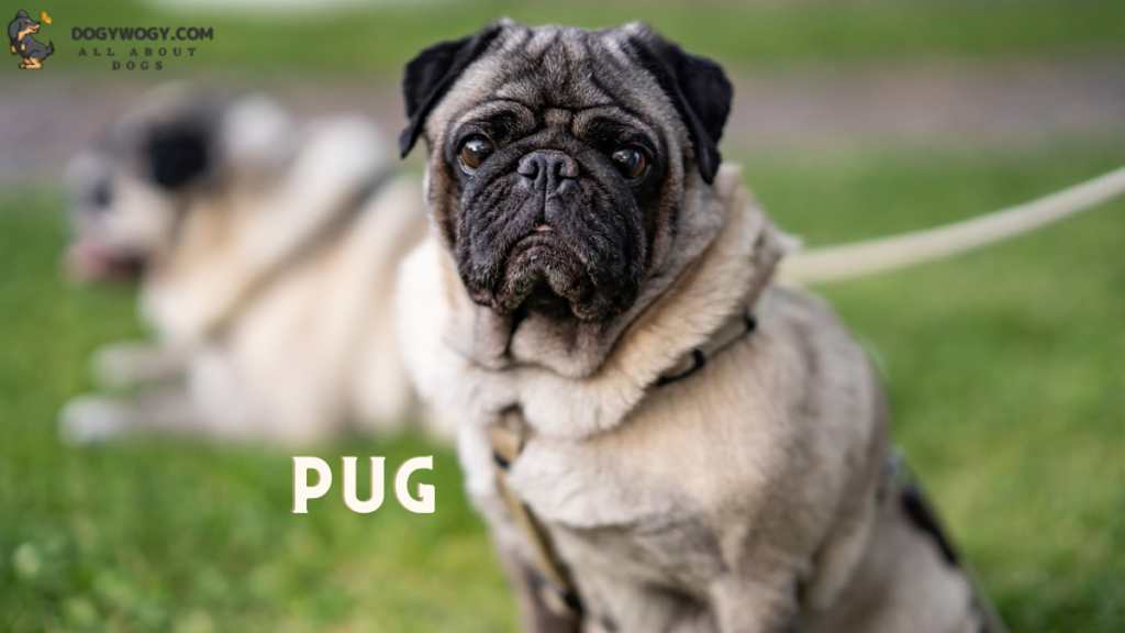 PUG: Least aggressive dog breeds