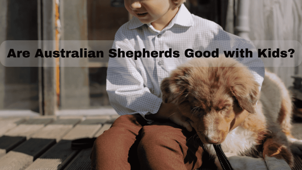 Are Australian Shepherds good with kids