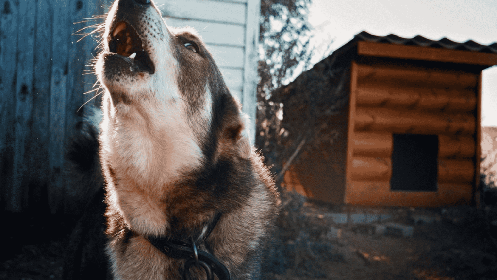 how to stop a dog from howling