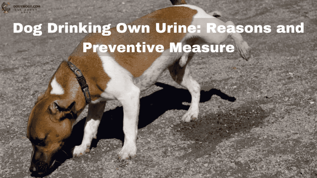 Dog drinking own urine
